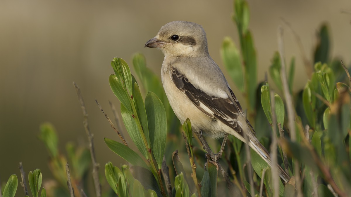 Great Gray Shrike (Steppe) - ML626655597