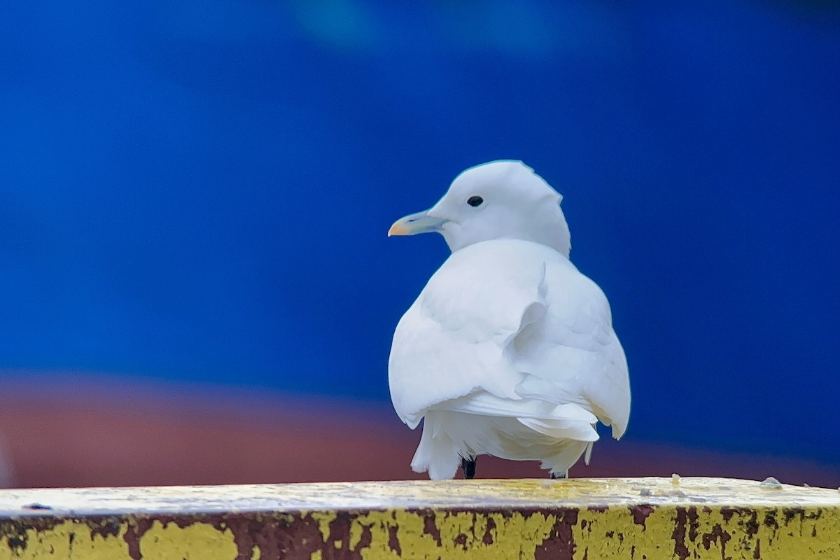 Ivory Gull - ML626655686