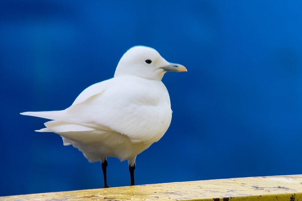 Ivory Gull - ML626655708