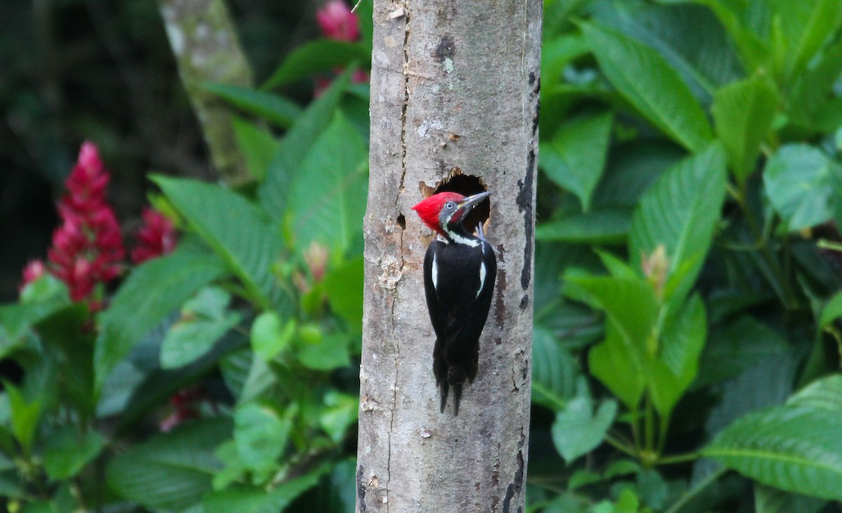 Lineated Woodpecker - ML626655810