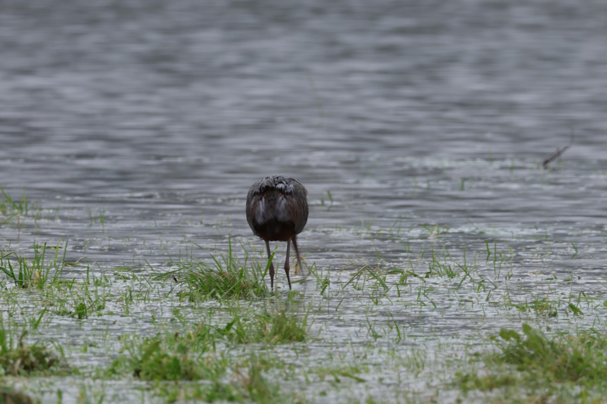 White-faced Ibis - ML626655868