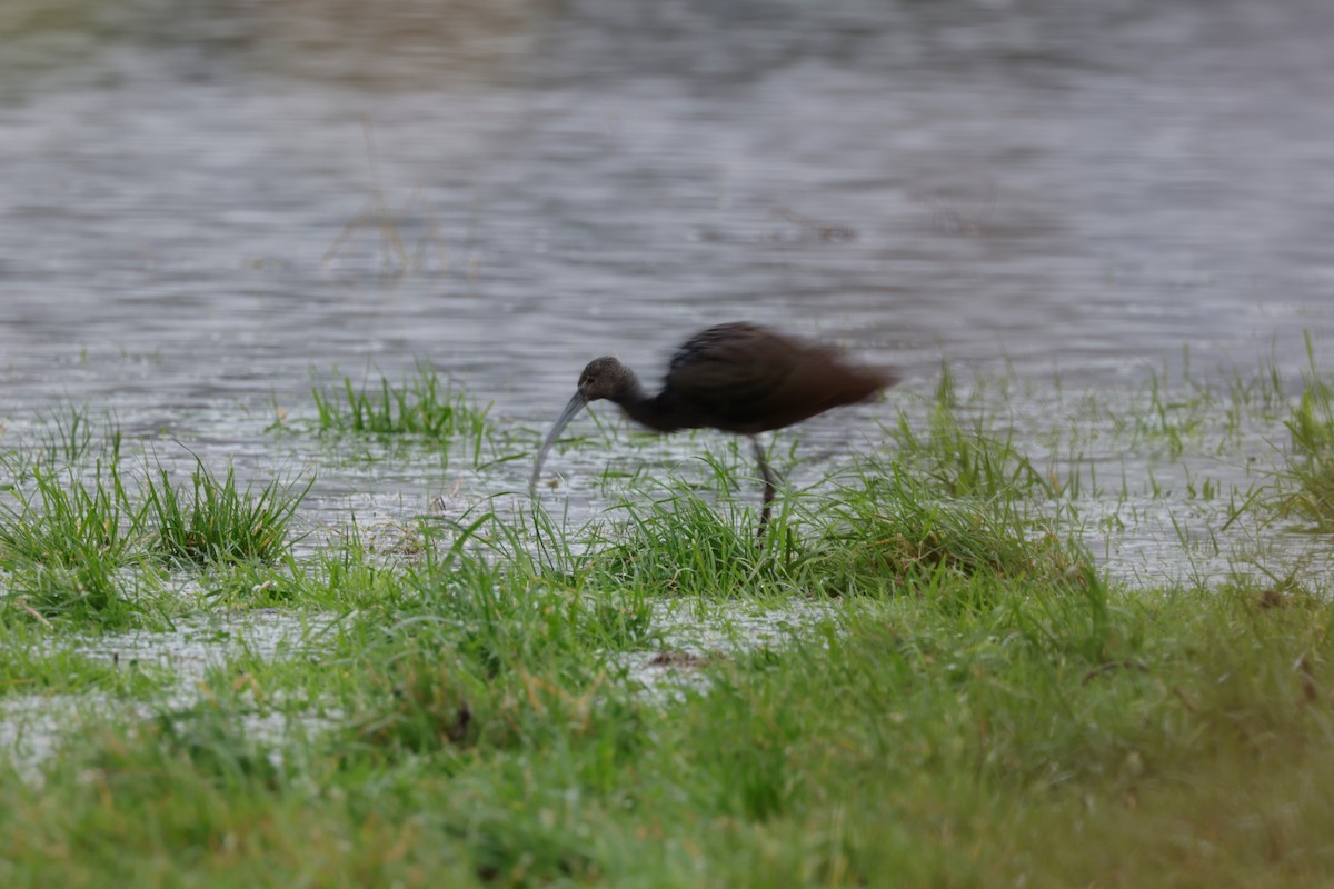 White-faced Ibis - ML626655869