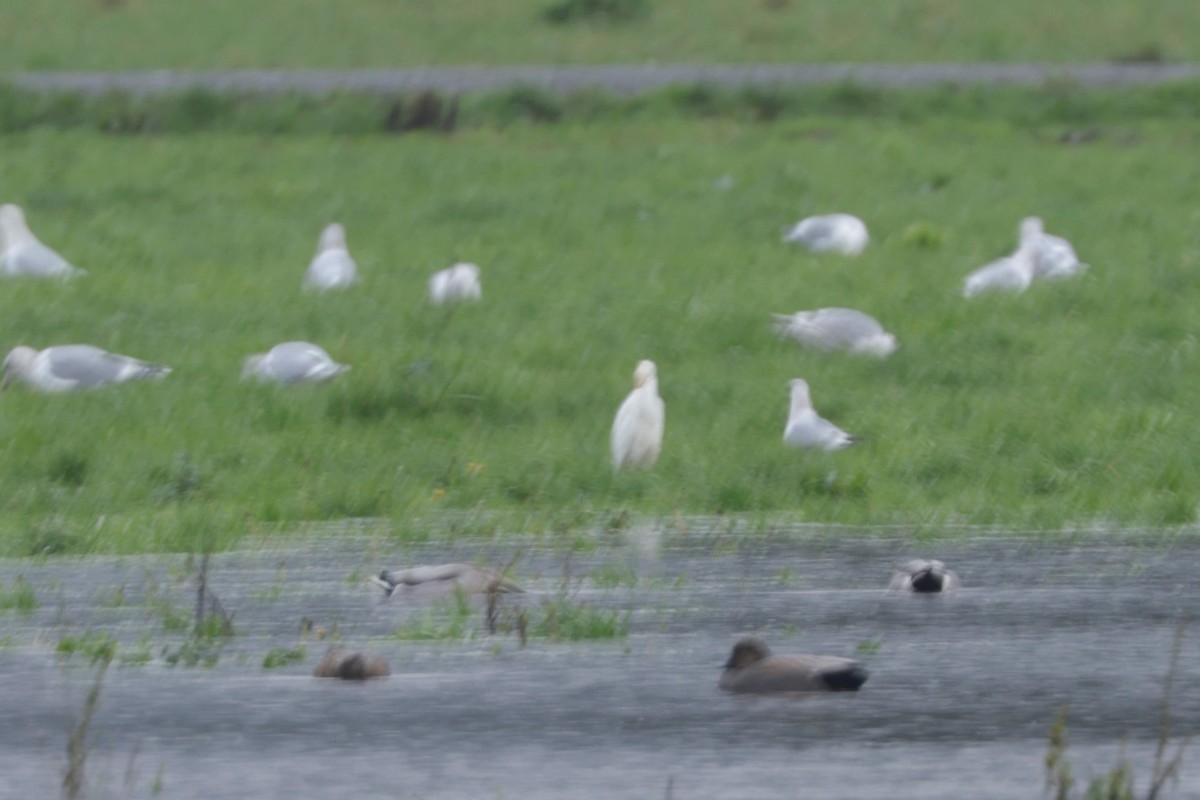 Western Cattle-Egret - ML626655884
