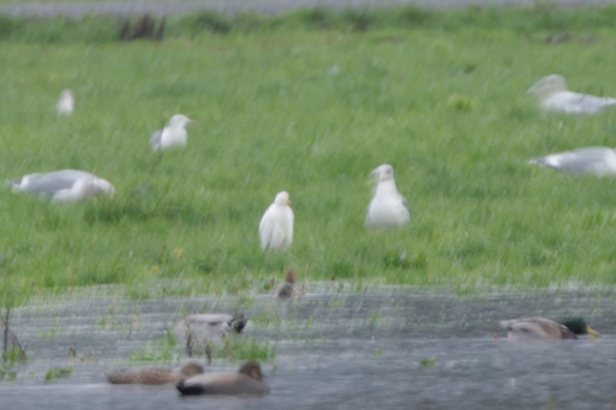 Western Cattle-Egret - ML626655885