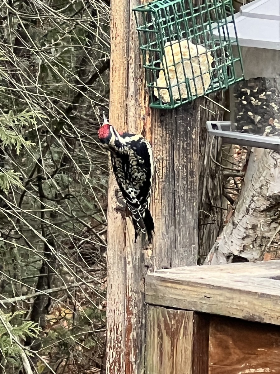 Yellow-bellied Sapsucker - ML626655911