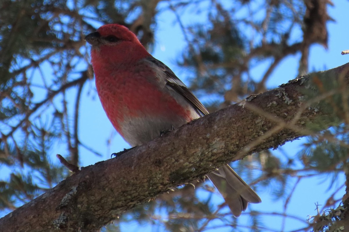 Pine Grosbeak - ML626656017