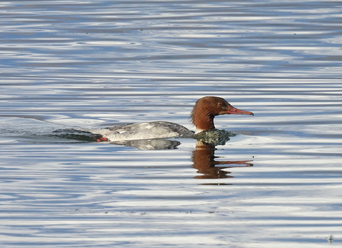 Common Merganser - ML626656052