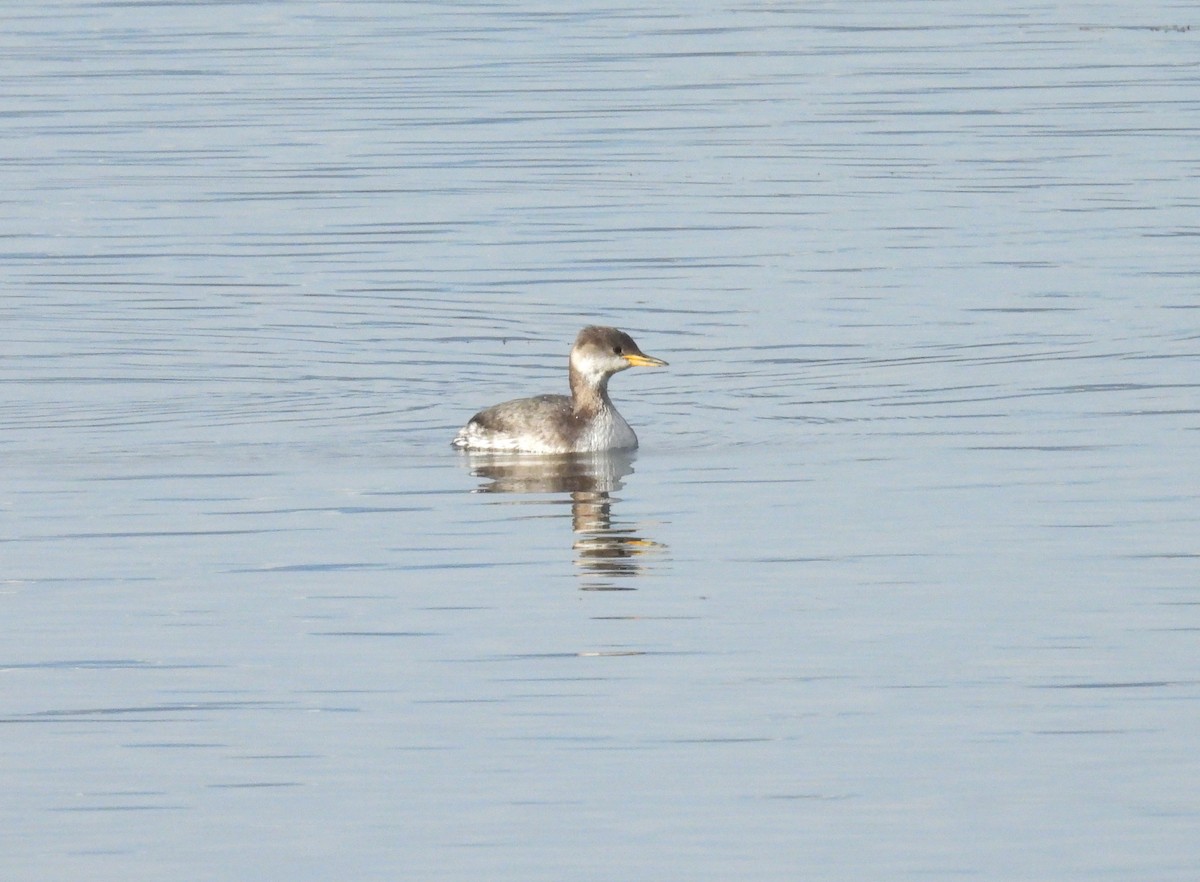 Red-necked Grebe - ML626656076