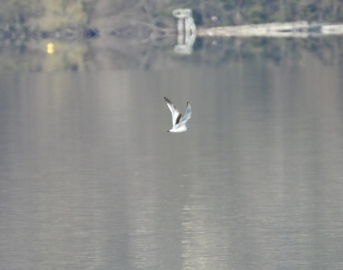 Little Gull - ML626656083