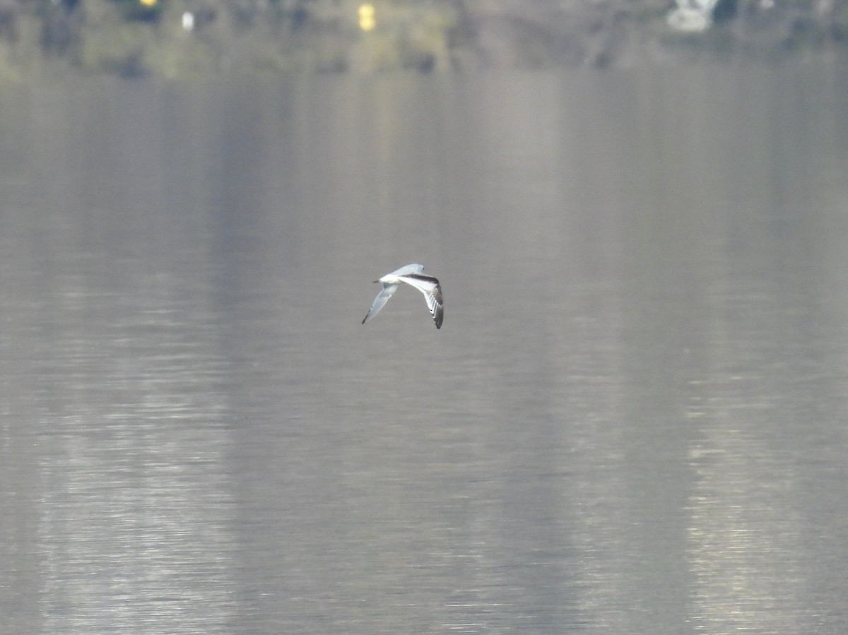 Little Gull - ML626656084