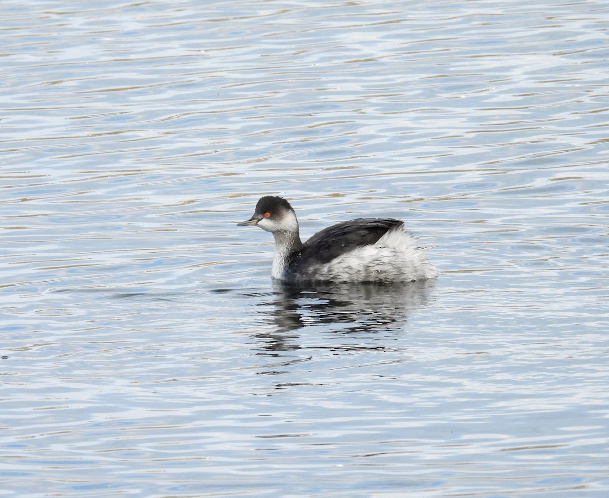 Eared Grebe - ML626656095