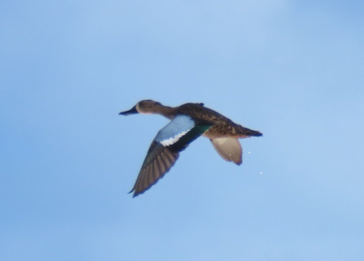 Blue-winged Teal - ML626656274