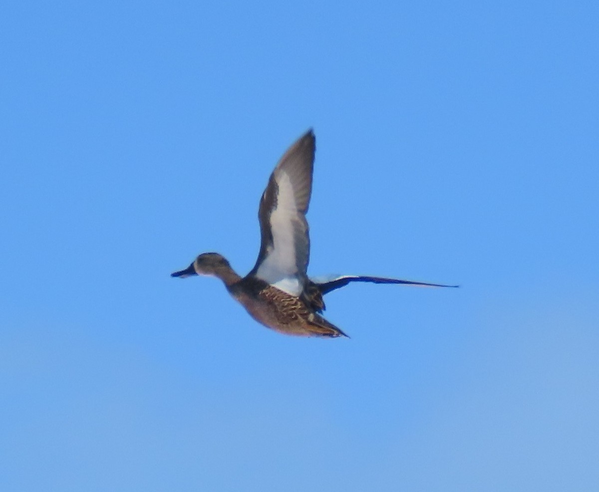 Blue-winged Teal - ML626656275