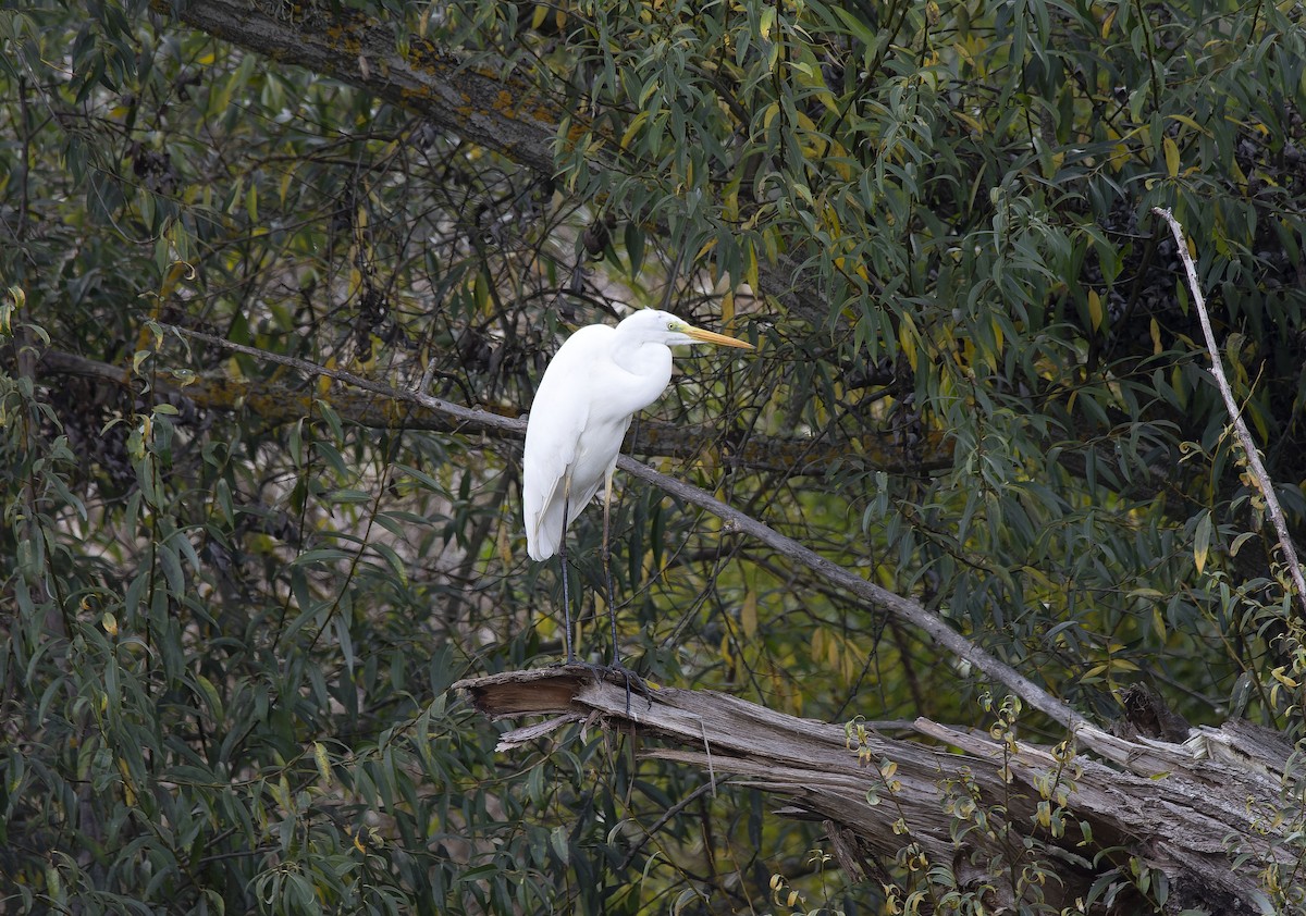 Great Egret - ML626656278