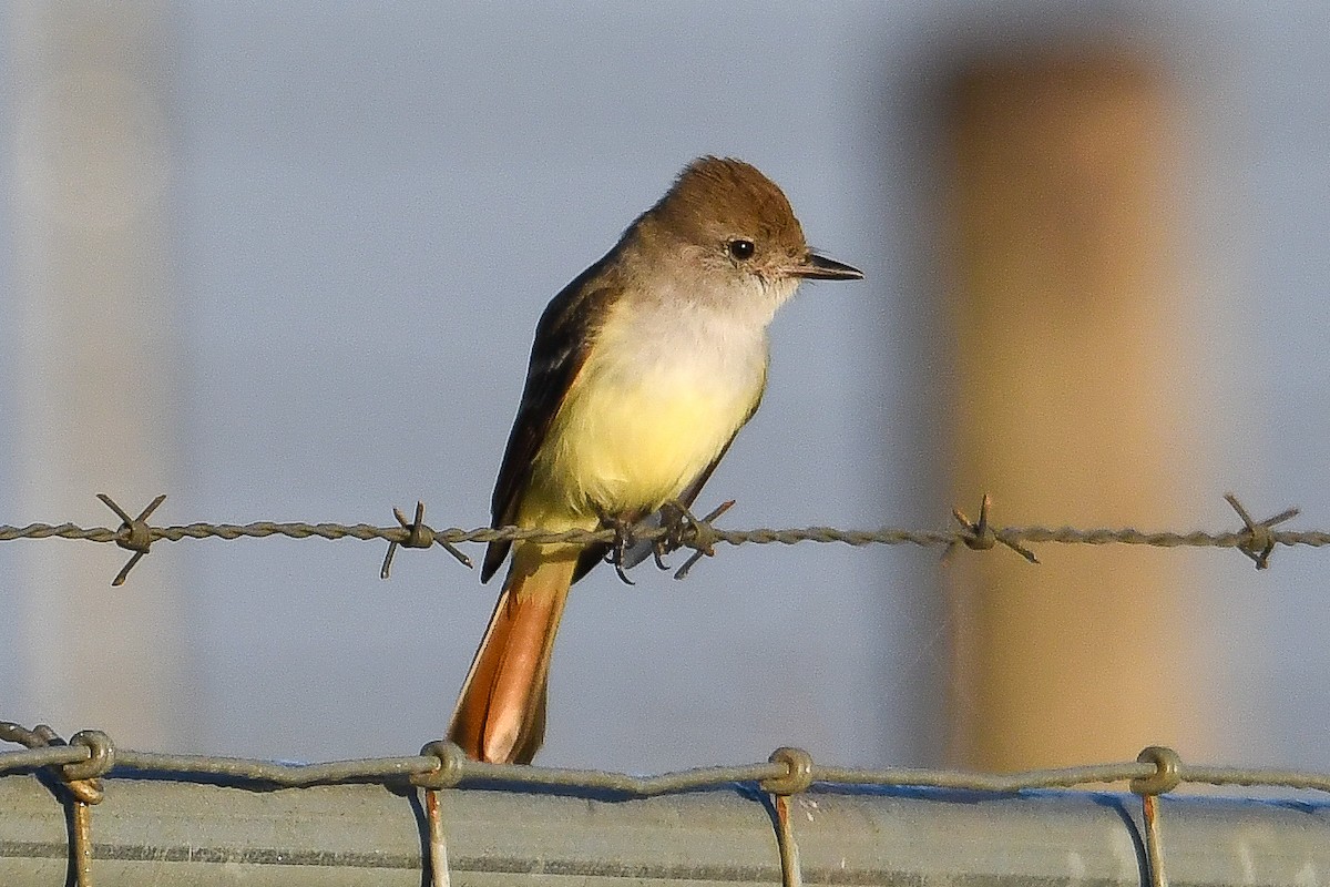 Ash-throated Flycatcher - ML626656384