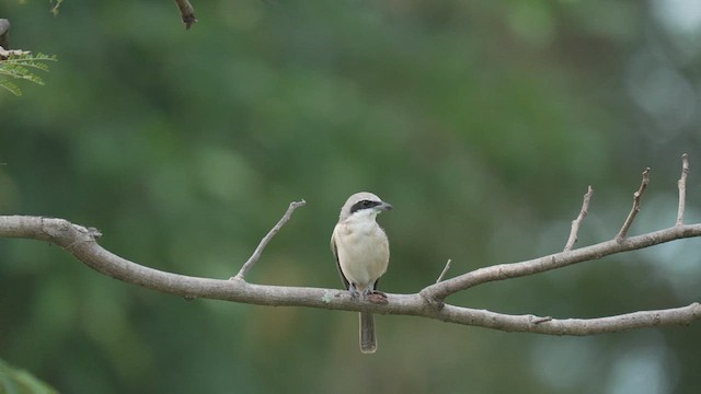 Brown Shrike - ML626656453