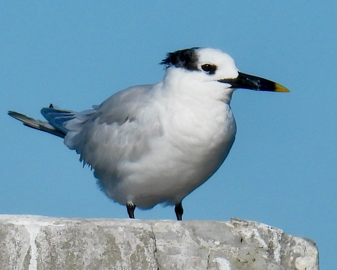 Sandwich Tern - ML626656620