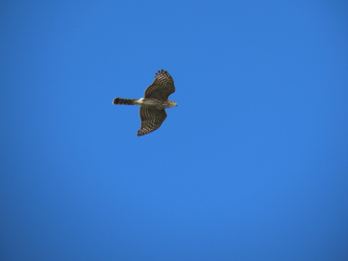 Sharp-shinned Hawk - ML626656646