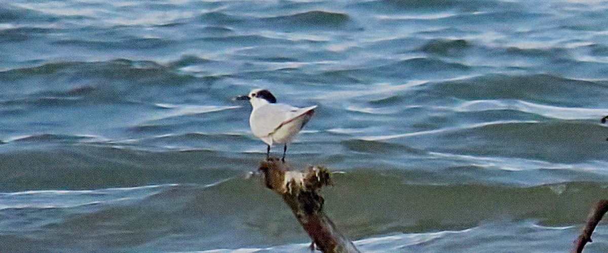 Sandwich Tern - ML626656738