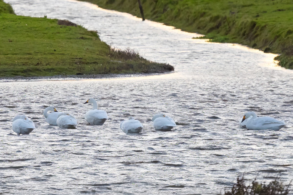 Гунгар хун (Bewick's) - ML626656776