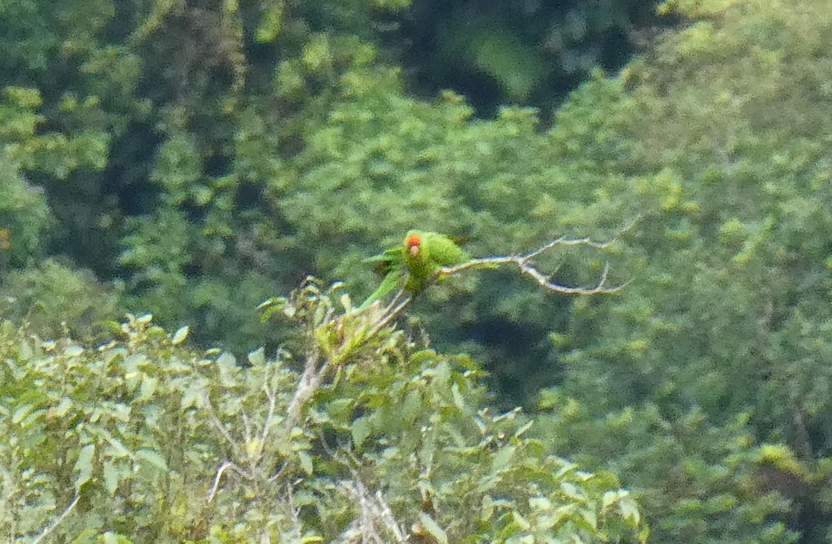 Red-lored Amazon - ML626656877