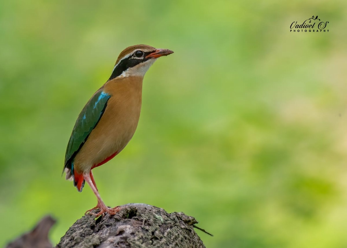 Indian Pitta - ML626656890