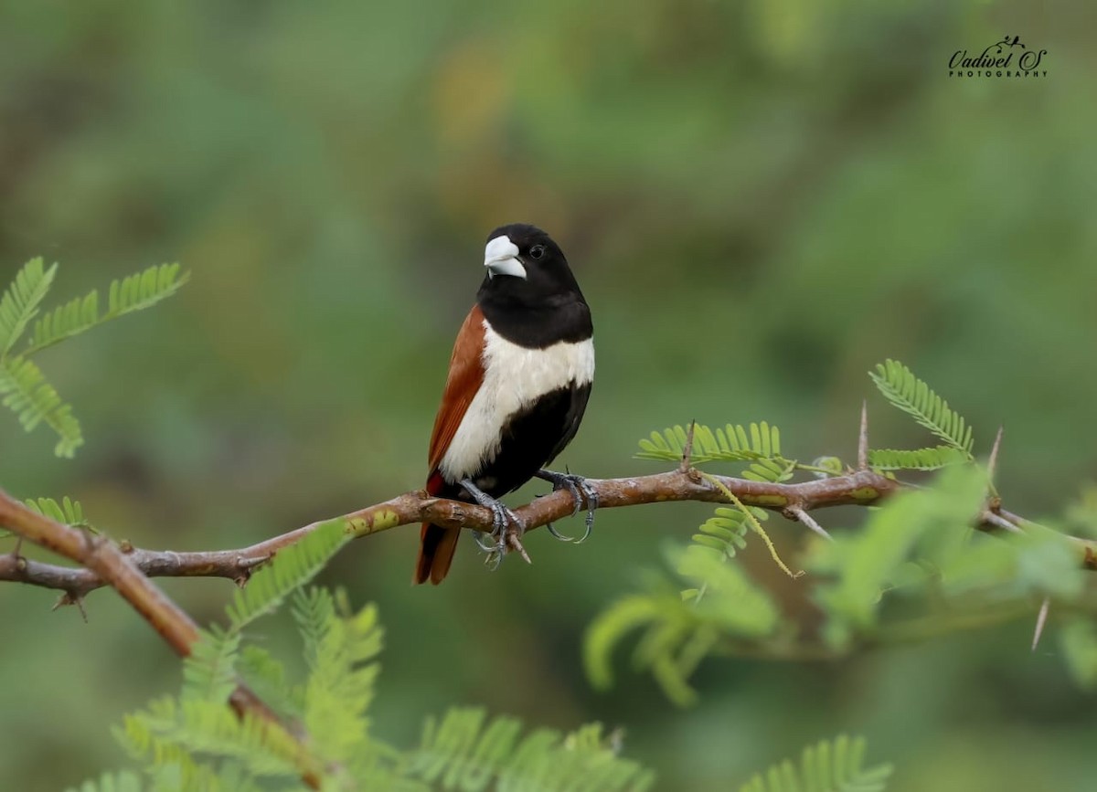 Tricolored Munia - ML626656905