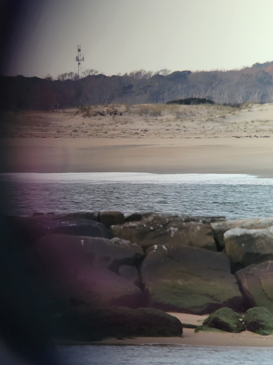 Snowy Owl - ML626656922