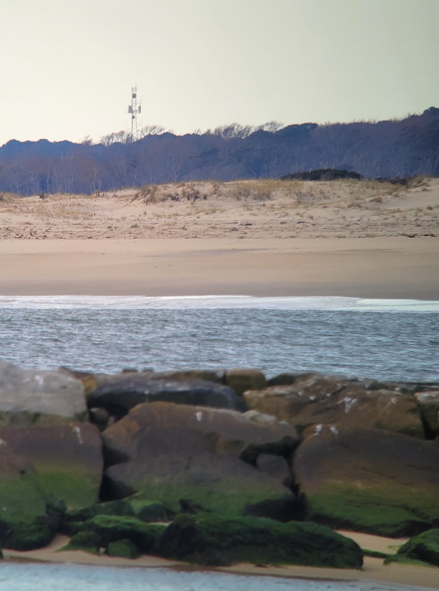 Snowy Owl - ML626656963