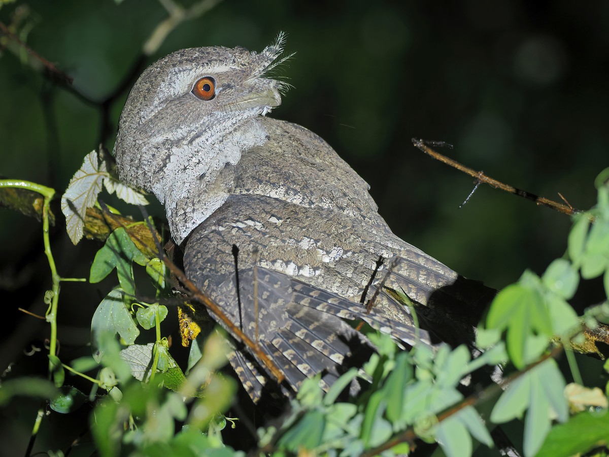 Marbled Frogmouth - ML626656984