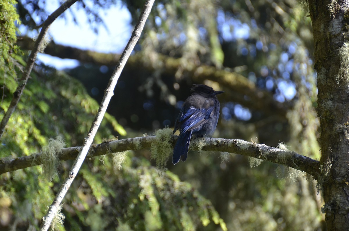 Стеллерова сойка - ML626657166