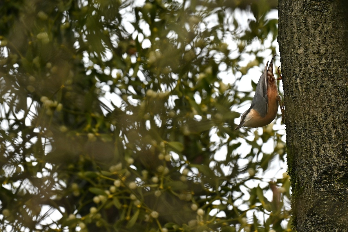 Eurasian Nuthatch - ML626657173