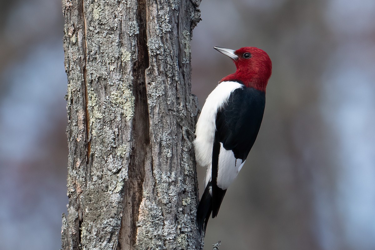 Red-headed Woodpecker - ML626657373