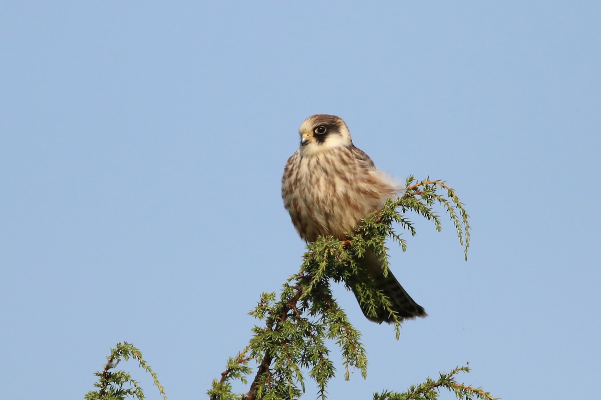 Red-footed Falcon - ML626657467