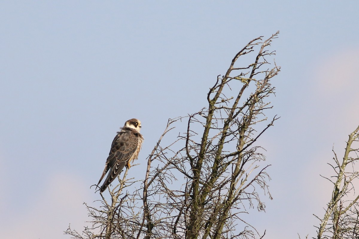 Red-footed Falcon - ML626657468