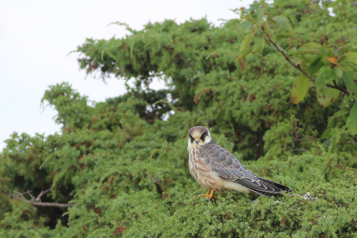 Red-footed Falcon - ML626657469
