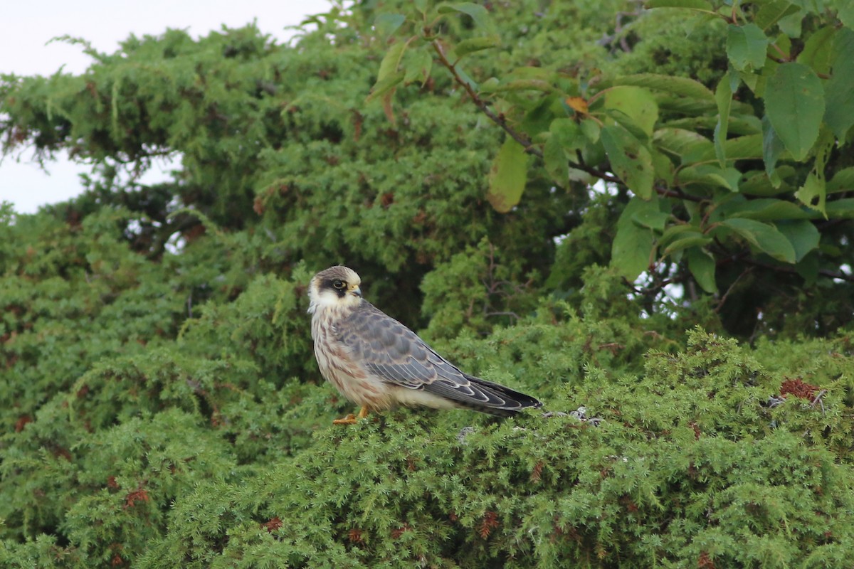 Red-footed Falcon - ML626657470