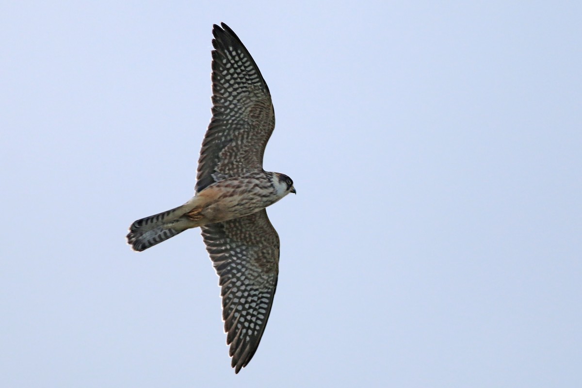 Red-footed Falcon - ML626657471
