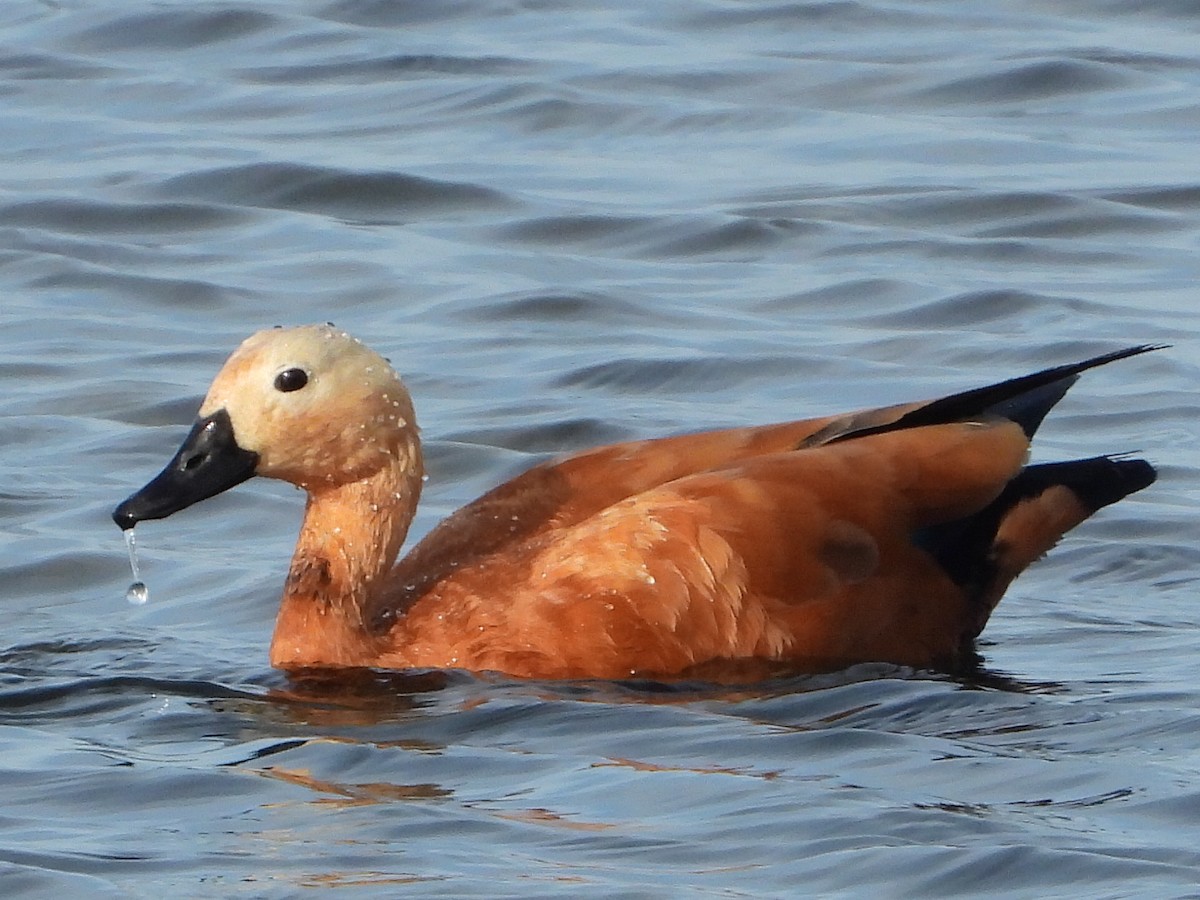 Ruddy Shelduck - ML626657520