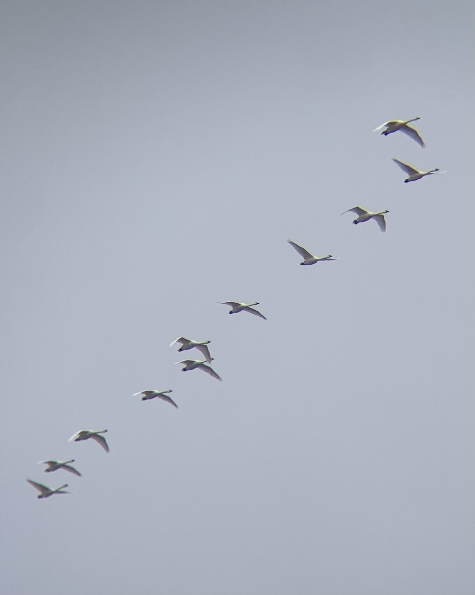 Tundra Swan - ML626657591