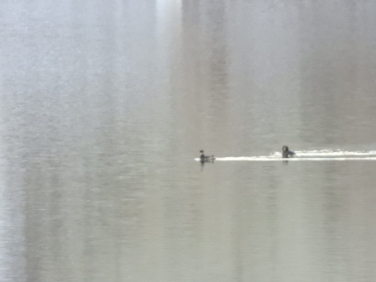 Red-necked Grebe - ML626657704