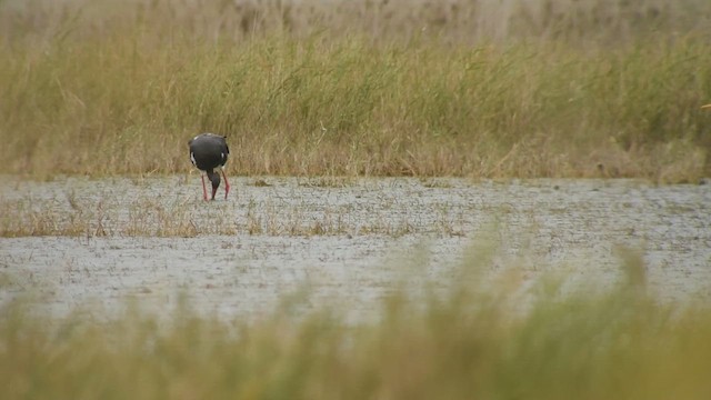 Black Stork - ML626657776
