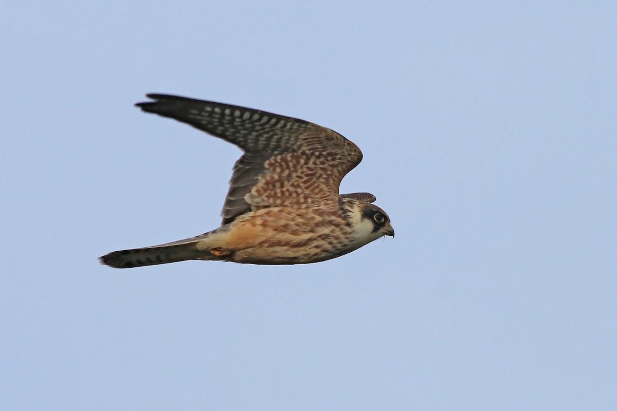 Red-footed Falcon - ML626657876