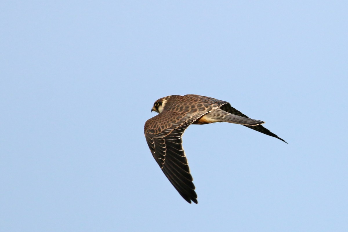 Red-footed Falcon - ML626657877