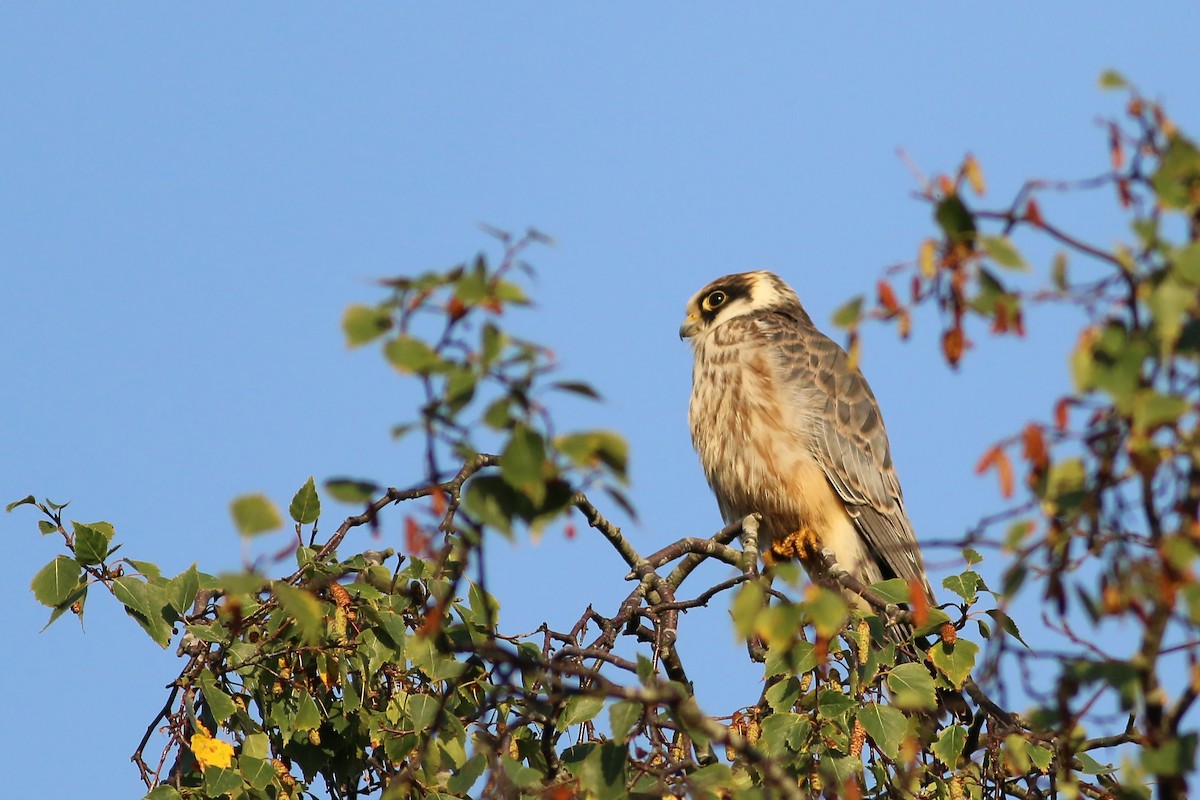 Red-footed Falcon - ML626657878