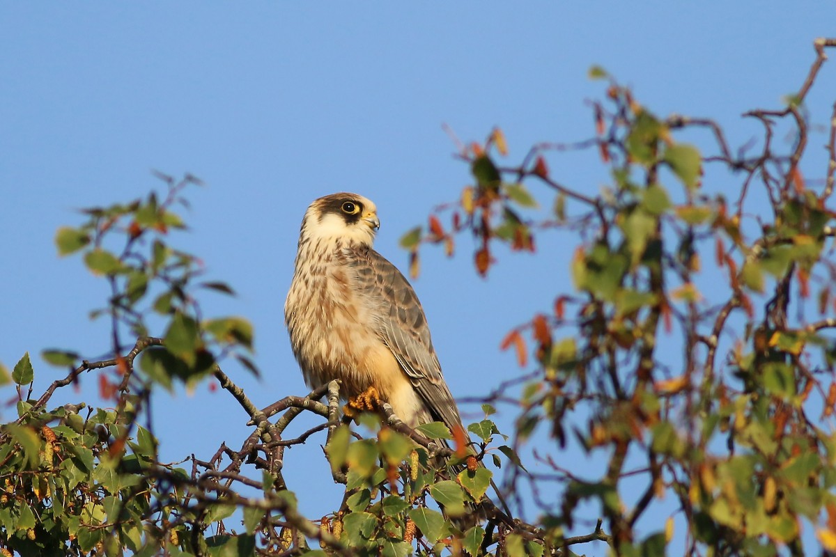 Red-footed Falcon - ML626657879