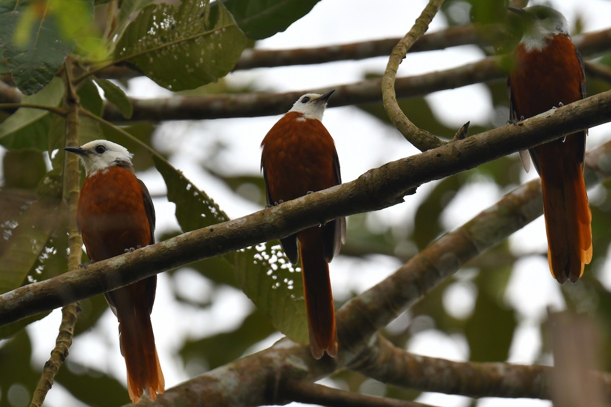 White-headed Robin-Chat - ML626657971