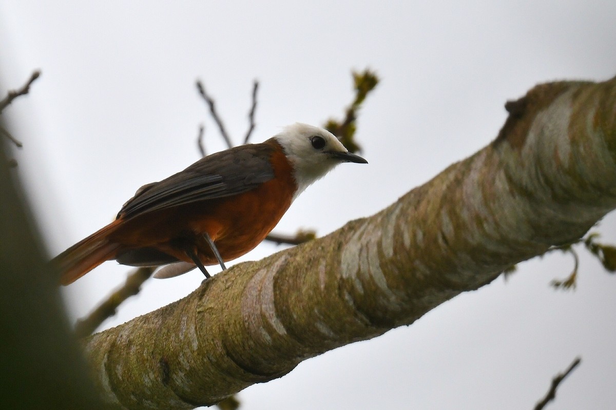 White-headed Robin-Chat - ML626657998