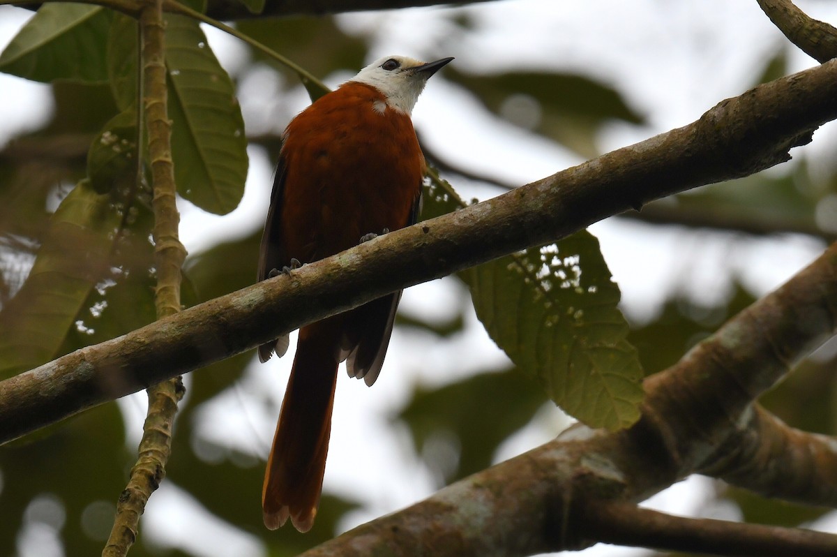 White-headed Robin-Chat - ML626658007
