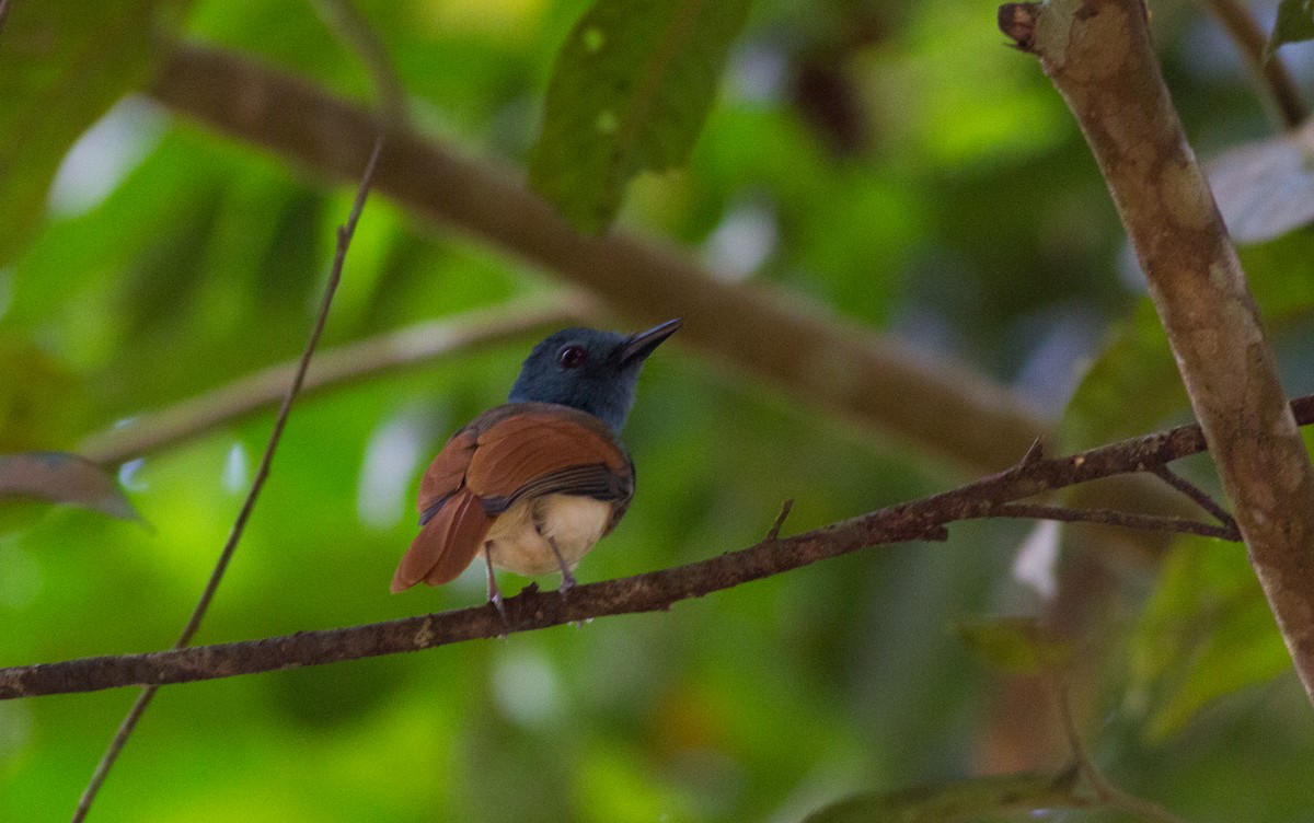 Rufous-winged Philentoma - ML626658068